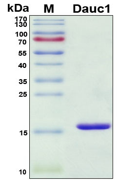 Recombinant Daucus carota (Wild carrot) Dau c 1 Allergen Protein