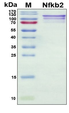 Recombinant Mouse Nfkb2 Protein, Antigen Grade