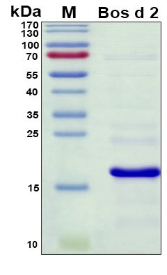 Recombinant Bovine Bos d 2 Allergen Protein