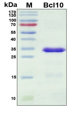 Recombinant Mouse BCL-10 Protein, Antigen Grade