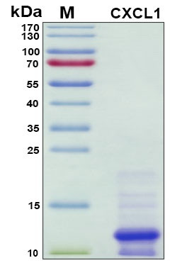 Recombinant Human CXCL1 Protein