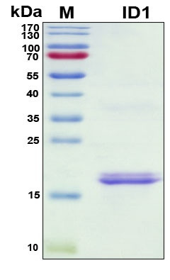 Recombinant Human DNA-binding Protein Inhibitor ID-1 Protein, Antigen Grade