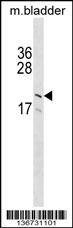 Anti-GP9 (C-term) Antibody
