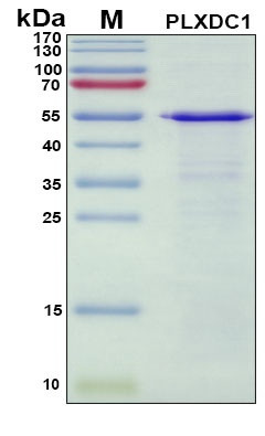 Recombinant Human PLXDC1 Protein, Antigen Grade