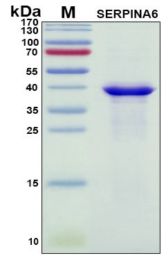 Recombinant Human Serpin A6 Protein, Antigen Grade