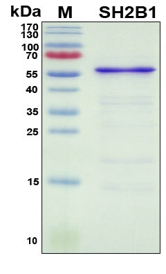 Recombinant Human SH2B1 Protein