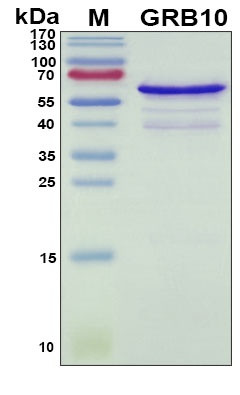 Recombinant Human GRB10 Protein