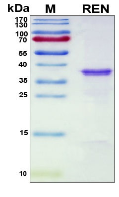 Recombinant Human Angiotensinogenase Protein, Antigen Grade