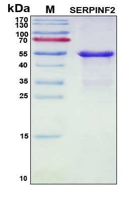 Recombinant Human Serpin F2 Protein, Antigen Grade