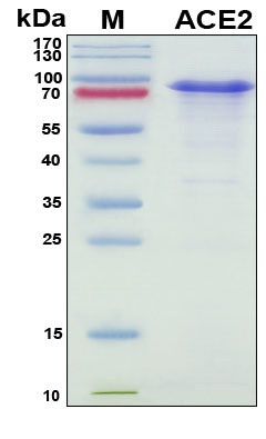 Recombinant Human ACE-2 Protein, Antigen Grade