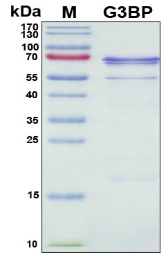 Recombinant Human G3BP-1 Protein