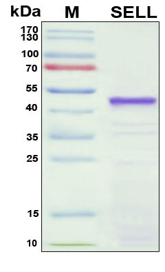 Recombinant Human L-selectin Protein, Antigen Grade