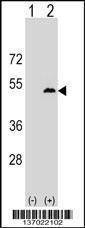Anti-LPXN (Center) Antibody