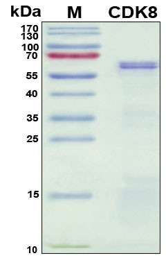 Recombinant Human CDK8 Protein, Antigen Grade
