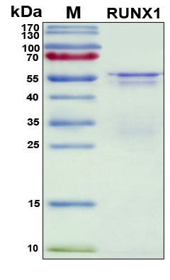Recombinant Human CBF-alpha-2 Protein, Antigen Grade