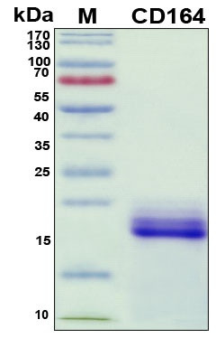 Recombinant Human MUC-24 (CD164) Protein, Antigen Grade