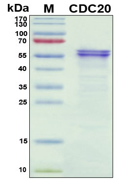 Recombinant Human p55CDC Protein, Antigen Grade