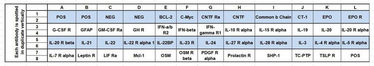 Human JAK/STAT Pathway Array C3