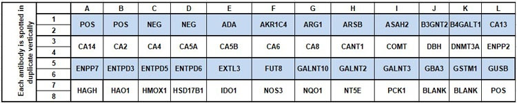 Human Metabolic Pathways Array C2