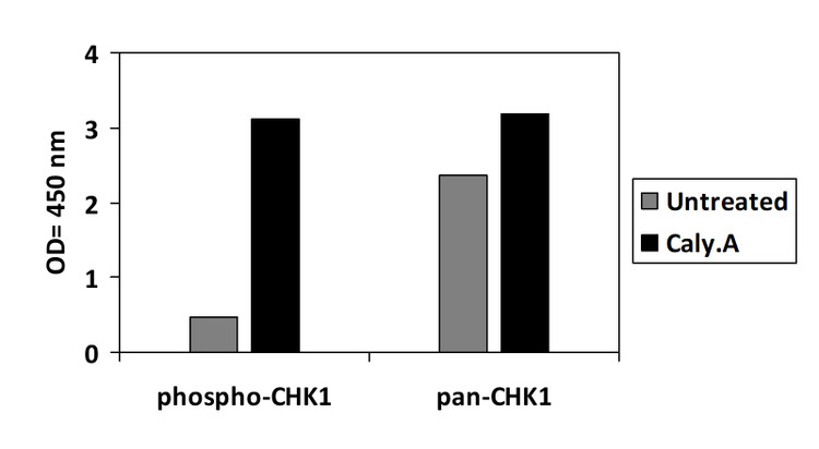 Human Phospho-CHK1 (S296) ELISA Kit