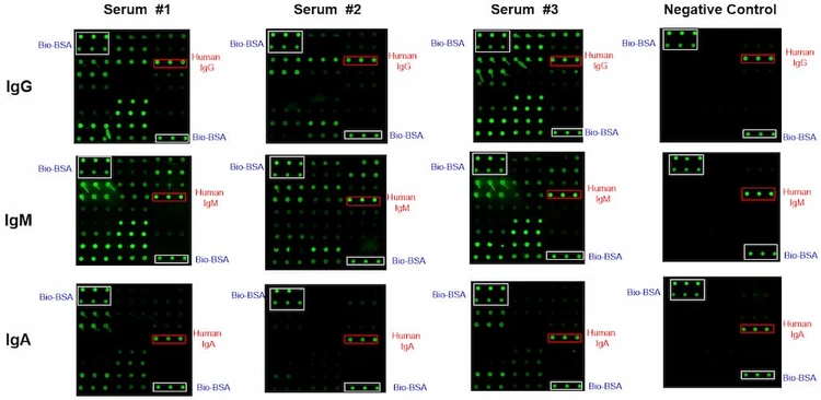 Monkeypox Virus Protein Array G1