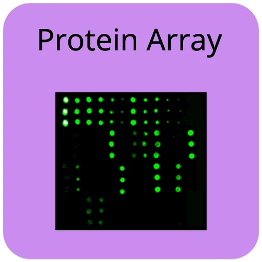 Monkeypox Virus Protein Array G1
