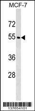 Anti-WDR20 (N-term) Antibody