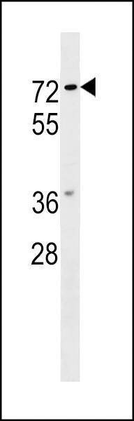 Anti-NOTUM (C-term) Antibody