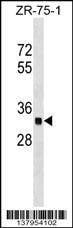 Anti-OR2C3 (C-term) Antibody