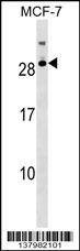 Anti-RNASE11 (Center) Antibody