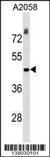 Anti-THOC3 (N-term) Antibody