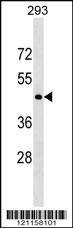 Anti-CD40 (C-term) Antibody
