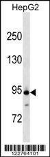 Anti-ANAPC4 (Center) Antibody