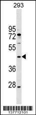 Anti-MAEA (N-term) Antibody
