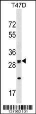 Anti-OR1M1 (C-term) Antibody