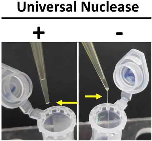 Universal Nuclease (DNase / RNase)