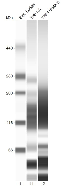 S-Nitrosylation Detection Kit (Biotin Switch)