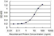 Anti-DUSP16 Antibody