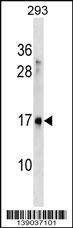 Anti-SYS1 (C-term) Antibody