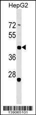 Anti-ZNF547 (Center) Antibody