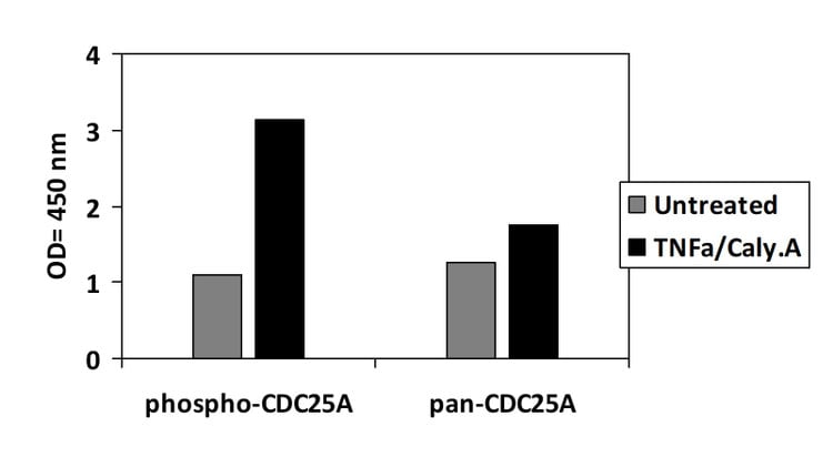 Phospho-CDC25A (S293) ELISA Kit