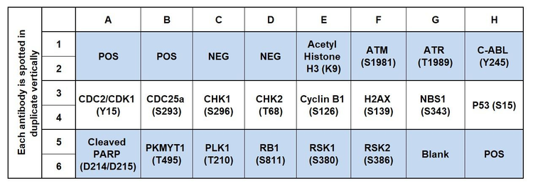 Human DNA Damage Response Phosphorylation Array C1