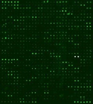 Human Protein Oxidation Array G2