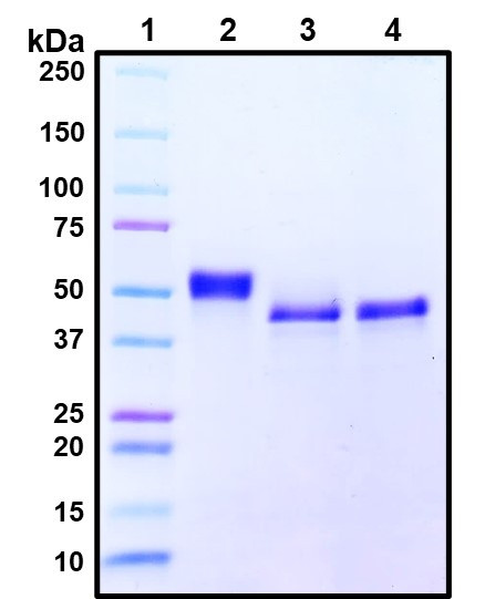 Figure 1. Deglycosylation analysis of purified recombinant proteins. Lane 1, protein ladder (kDa). Lane 2, glycosylated protein (delivered to customers). Lanes 3 and 4, deglycosylated proteins under native and denature conditions respectively.