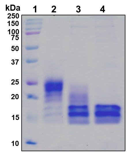 Figure 1. Deglycosylation analysis of purified recombinant proteins. Lane 1, protein ladder (kDa). Lane 2, glycosylated protein (delivered to customers). Lanes 3 and 4, deglycosylated proteins under native and denature conditions respectively.