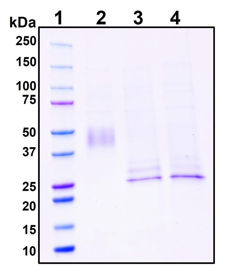 Figure 1. Deglycosylation analysis of purified recombinant proteins. Lane 1, protein ladder (kDa). Lane 2, glycosylated protein (delivered to customers). Lanes 3 and 4, deglycosylated proteins under native and denature conditions respectively.