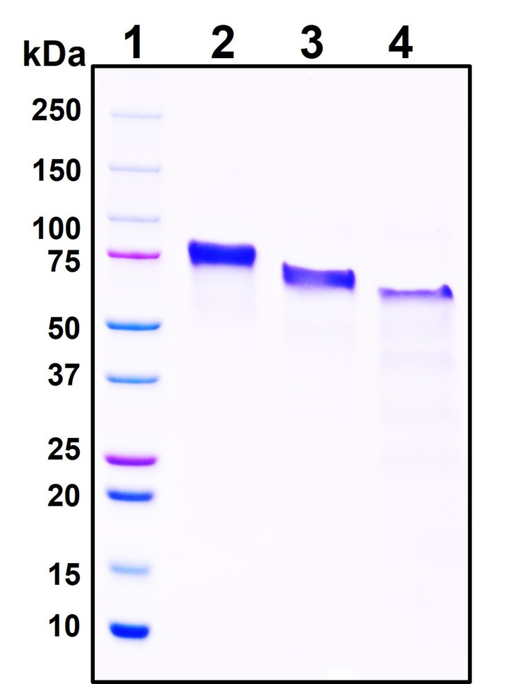 Figure 1. Deglycosylation analysis of purified recombinant proteins. Lane 1, protein ladder (kDa). Lane 2, glycosylated protein (delivered to customers). Lanes 3 and 4, deglycosylated proteins under native and denature conditions respectively.