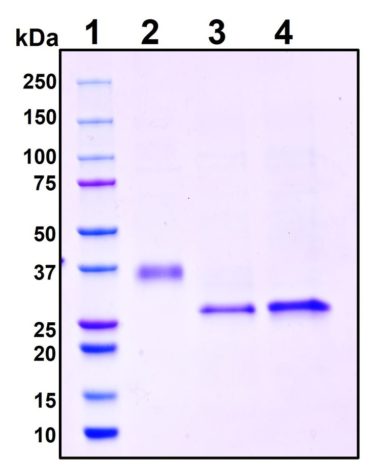 Figure 1. Deglycosylation analysis of purified recombinant proteins. Lane 1, protein ladder (kDa). Lane 2, glycosylated protein (delivered to customers). Lanes 3 and 4, deglycosylated proteins under native and denature conditions respectively.