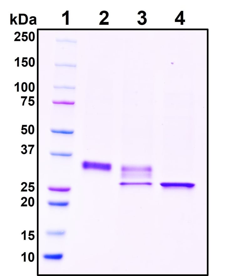 Figure 1. Deglycosylation analysis of purified recombinant proteins. Lane 1, protein ladder (kDa). Lane 2, glycosylated protein (delivered to customers). Lanes 3 and 4, deglycosylated proteins under native and denature conditions respectively.