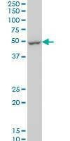 Anti-DUSP5 Antibody